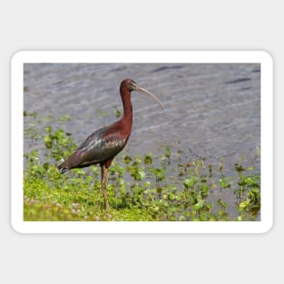 Glossy Ibis Sticker